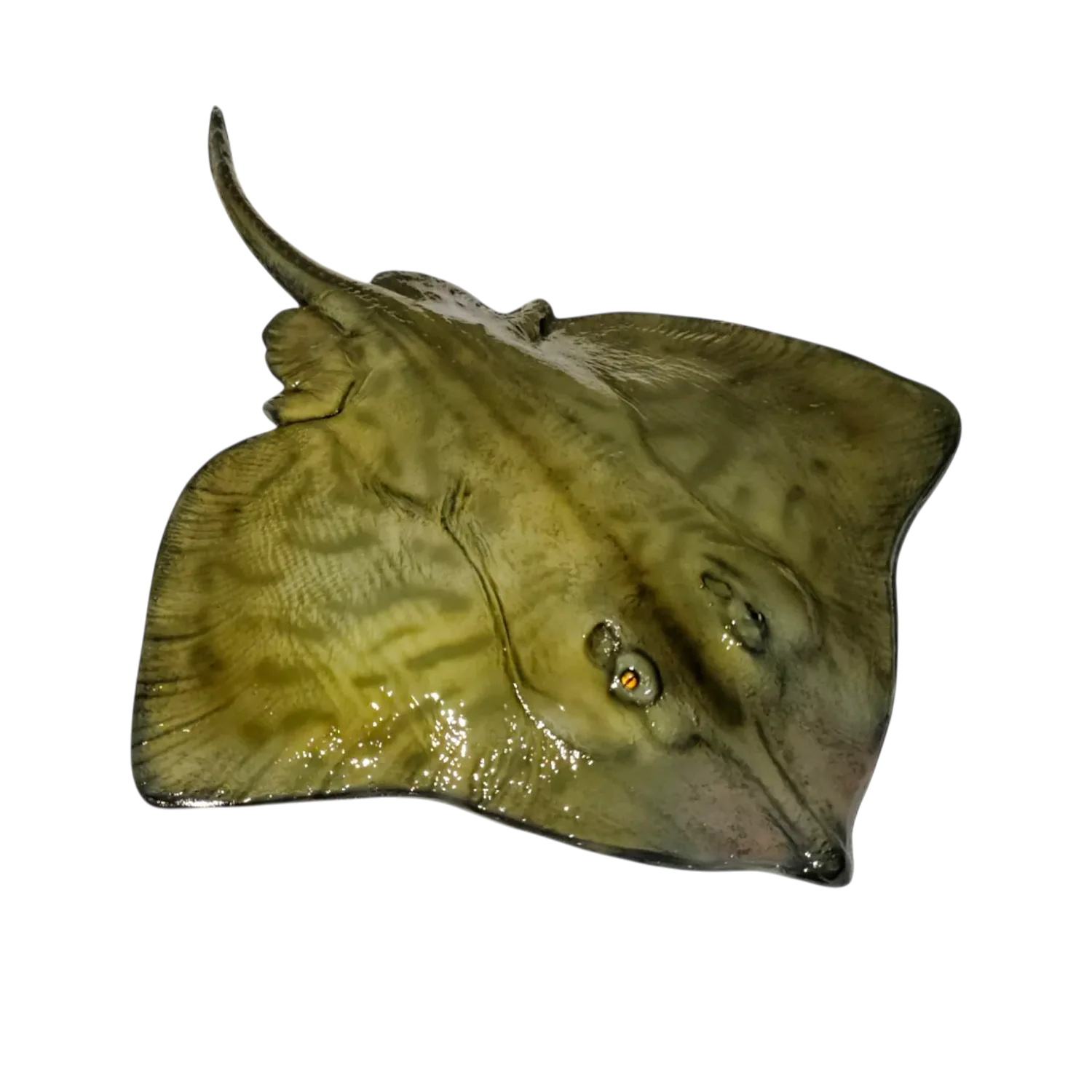 Clearnose Skate Replica | 24inch Bottom Mount