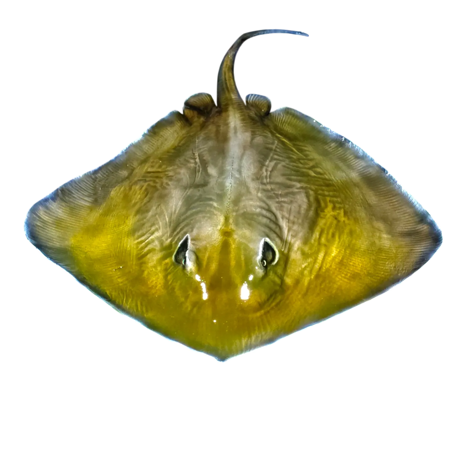 Stingray Fish Mount Replica
