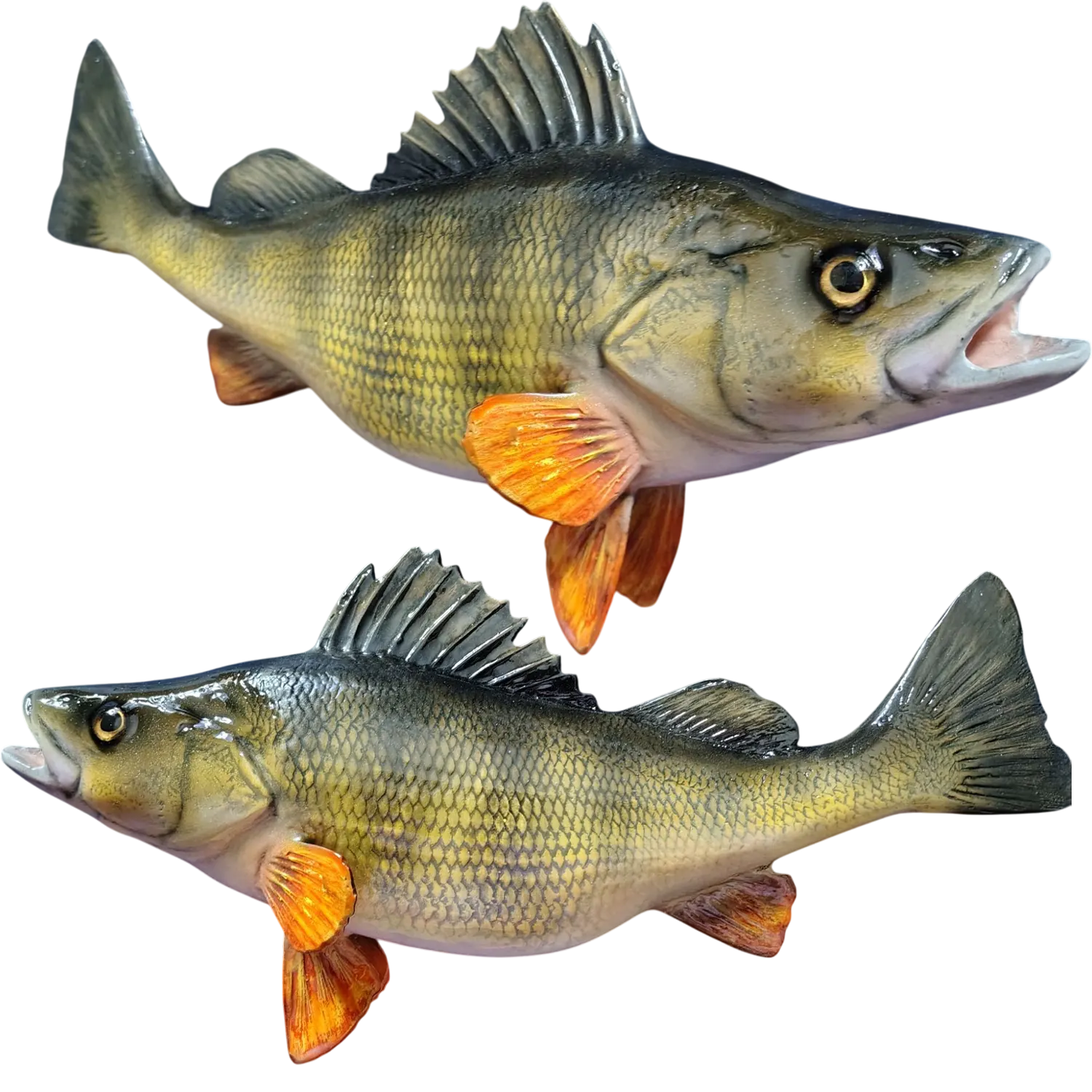Yellow Perch Fish Mount Replica