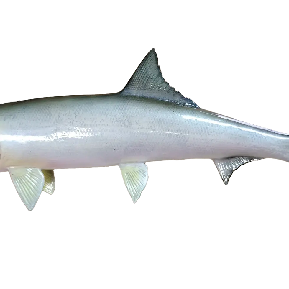 Thumbnail: Ladyfish mid-body close-up showing all fins and scales
