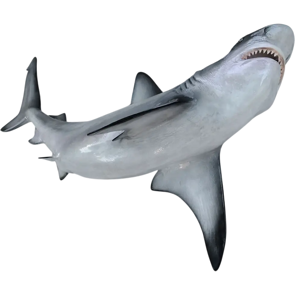 Thumbnail: Bull shark mount replica ventral view full belly underside white counter-shading pelvic fins, Florida Fish Mounts