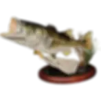 Thumbnail: 26'' Largemouth Bass replica pedestal mount left facing pose hand painted by artist Greg Cassell
