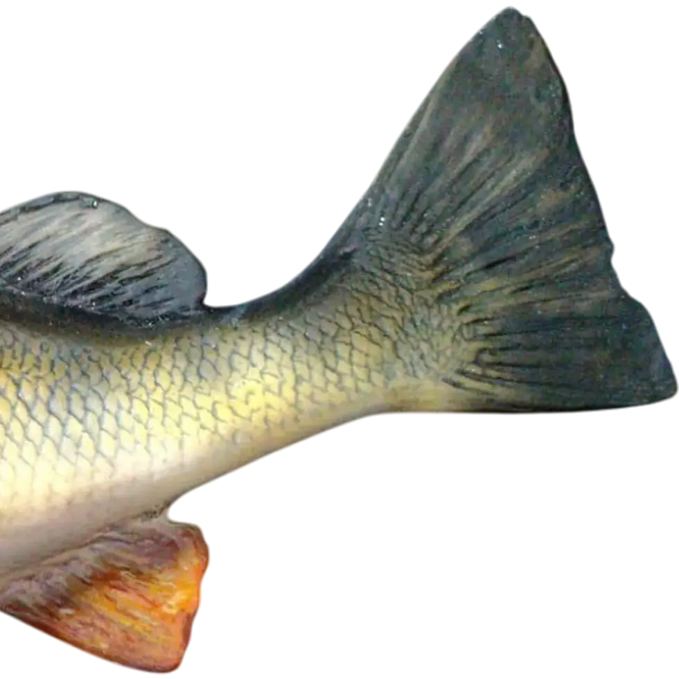 Thumbnail: yellow perch replica tail close-up showing caudal fin and back fin detail