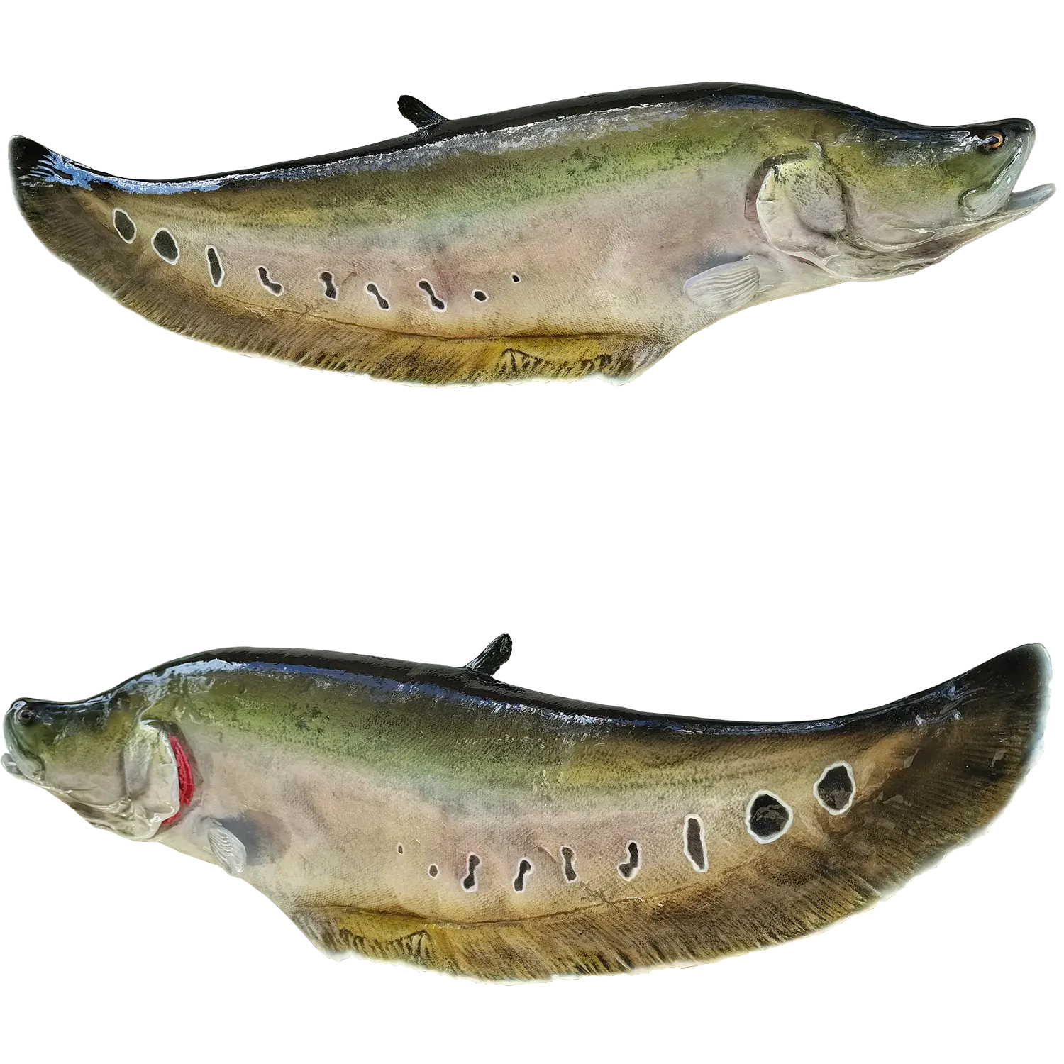 Clown Knifefish Fish Mount Replicas