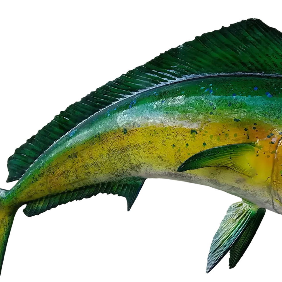 Thumbnail: Mahi Cow torso showing dorsal and lower fins in green and yellow