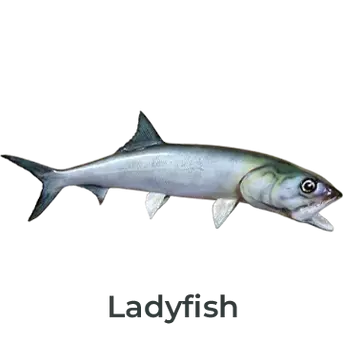 Ladyfish Fiberglass Fish Mount Replica painted by artist Greg Cassell. Right-facing full mount showing detailed scale pattern and realistic silver finish. Available as Half-Sided Wall Mount, Full Double-Sided Wall Mount and 360° Mounts