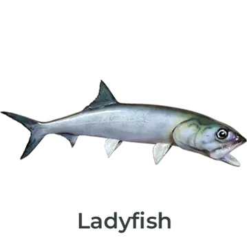 Ladyfish Fiberglass Fish Mount Replica painted by artist Greg Cassell. Right-facing full mount showing detailed scale pattern and realistic silver finish. Available as Half-Sided Wall Mount, Full Double-Sided Wall Mount and 360° Mounts