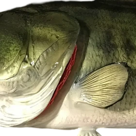 Close-up of largemouth bass fiberglass mount, highlighting lifelike scale texture and iridescent paintwork.