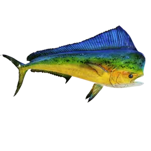 Mahi Mahi half-sided fiberglass fish mount with hand-painted lifelike details.