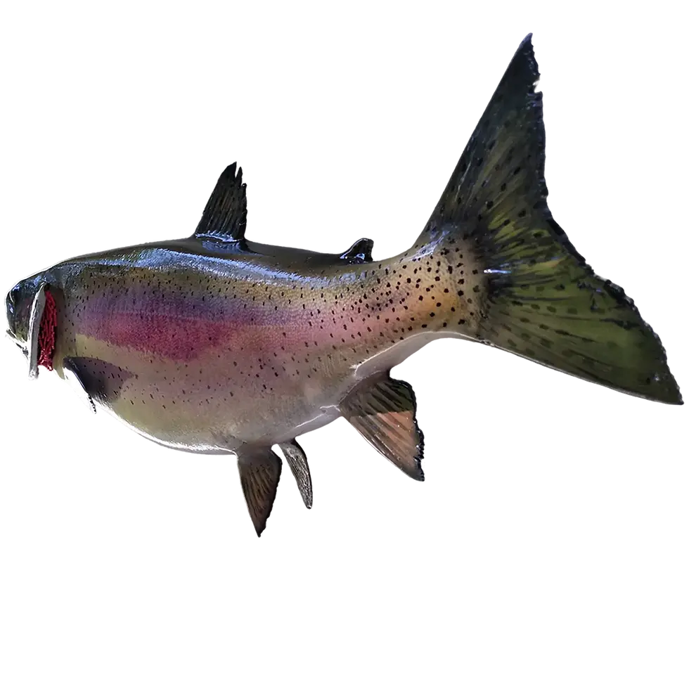 Thumbnail: Close-up of a 28-inch Rainbow Trout Full Mount Replica's tail, showing first-generation mold fin details and natural texture.