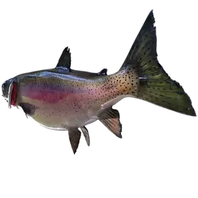 Close-up of the tail fin on a 28-inch Rainbow Trout Fish Mount Replica.
