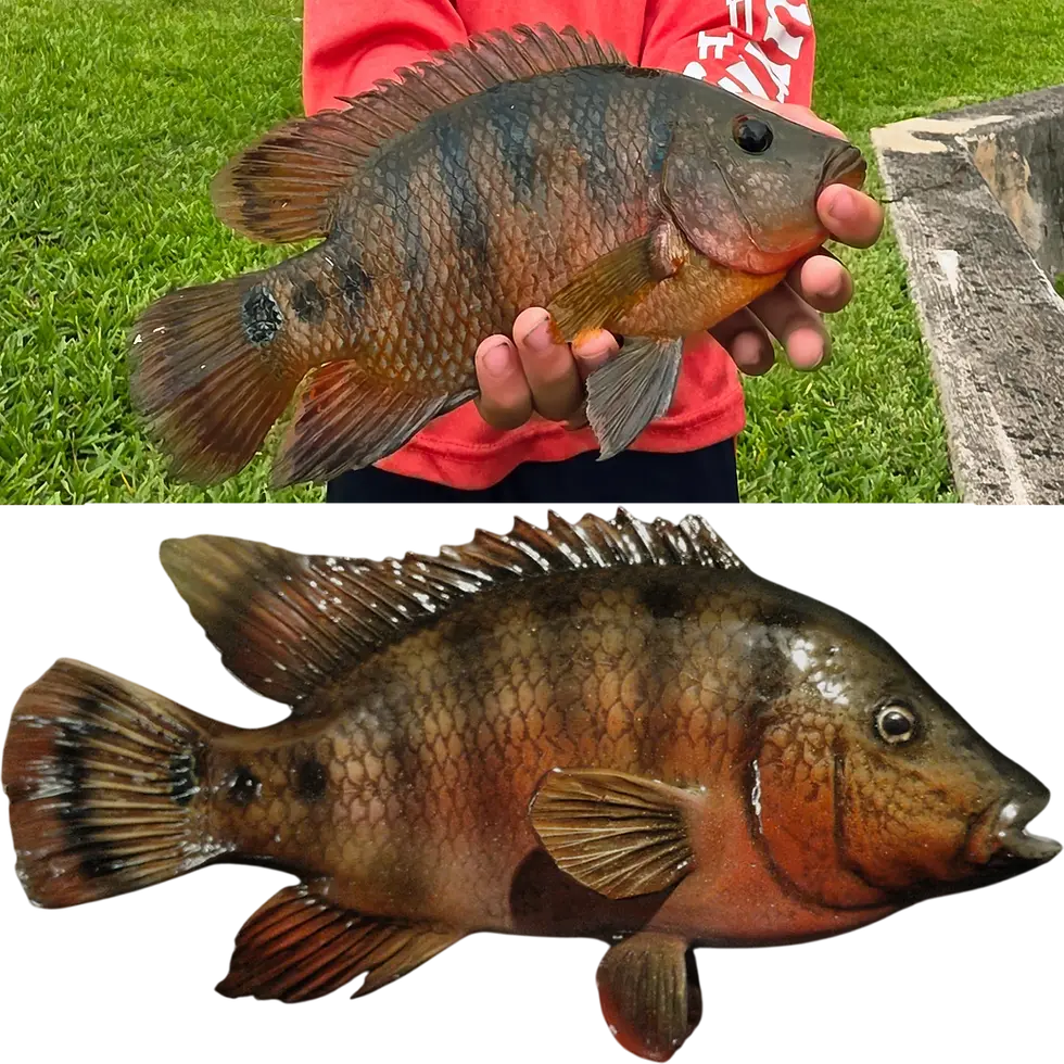 Thumbnail: Mayan Cichlid Fish Mount Replica catch photo and custom painted full mount comparison