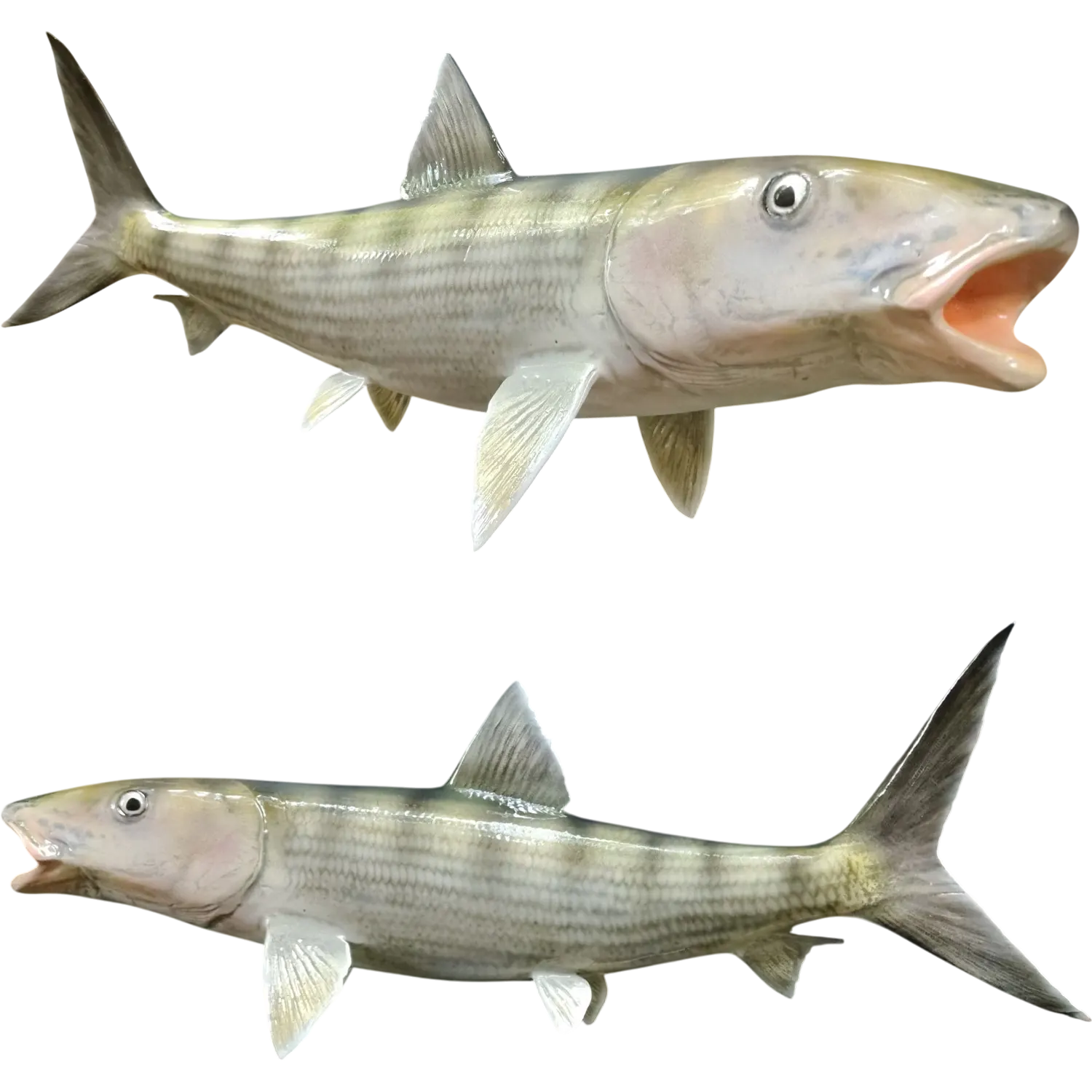 Bonefish Fish Mount Replica
