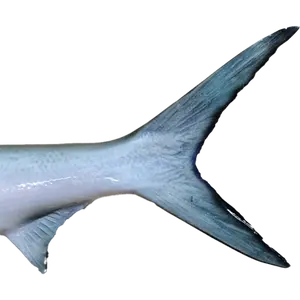 Ladyfish tail fin close-up with scale transition and paint detail