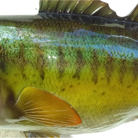 Bucketmouth bass full fiberglass replica close up of scale details