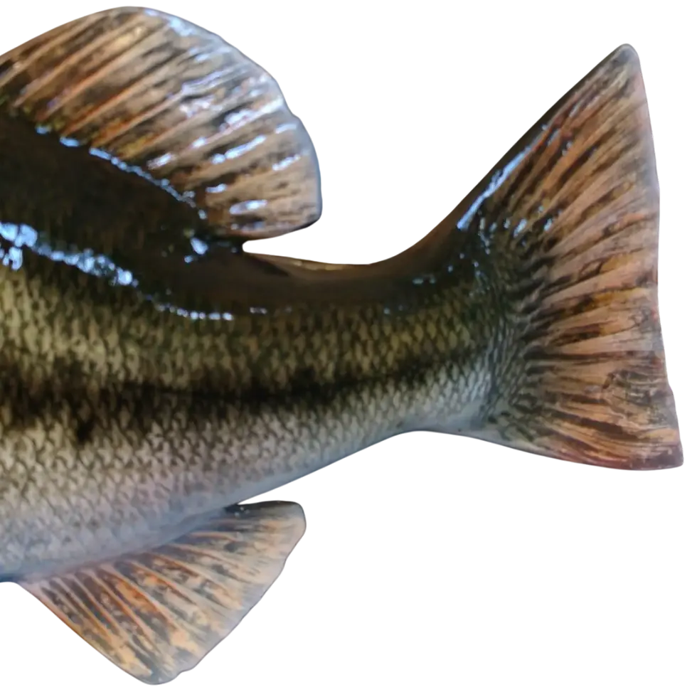 Thumbnail: 25'' Full Mount Largemouth Bass replica tail and fin details close up hand painted by artist Greg Cassell
