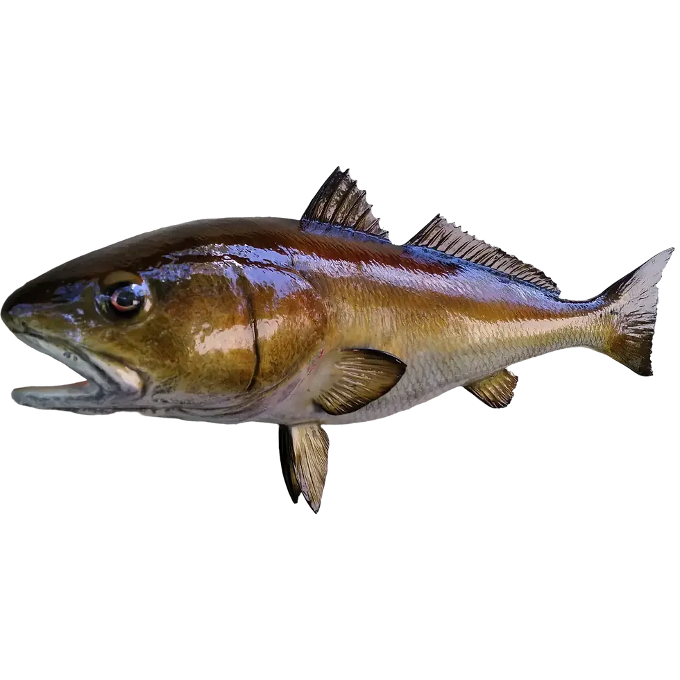 Front angle of a 36-inch Redfish mount, highlighting realistic scale detail and lifelike paintwork.