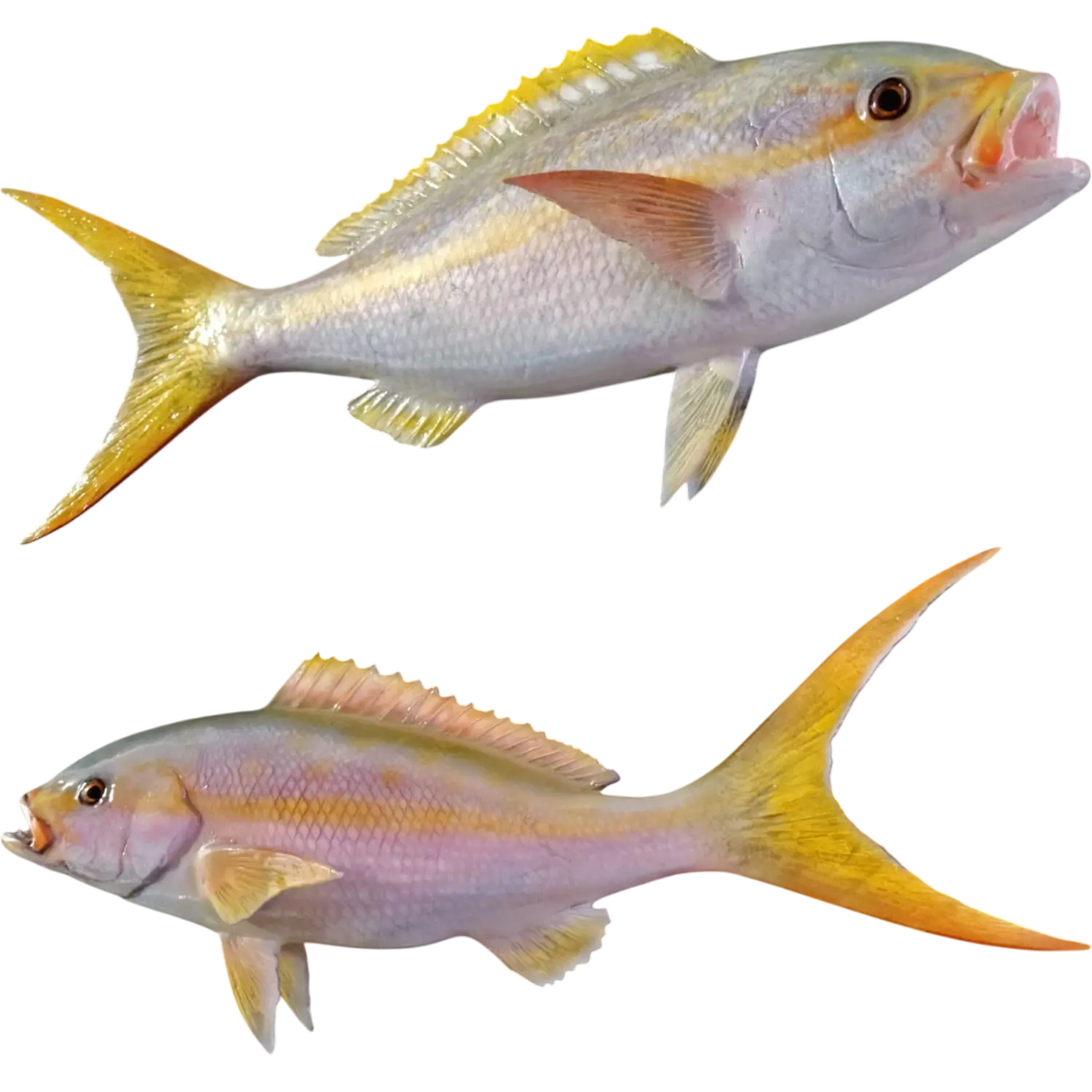 Yellowtail Snapper Fish Mount Replicas