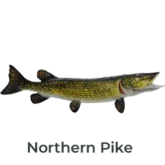 Northern Pike Fiberglass Fish Mount Replica painted by Greg Cassell. Right-facing mount showcasing realistic patterns and detailed craftsmanship. 
