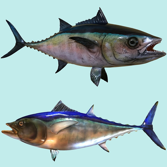 Blackfin Tuna Fish Mount Replicas