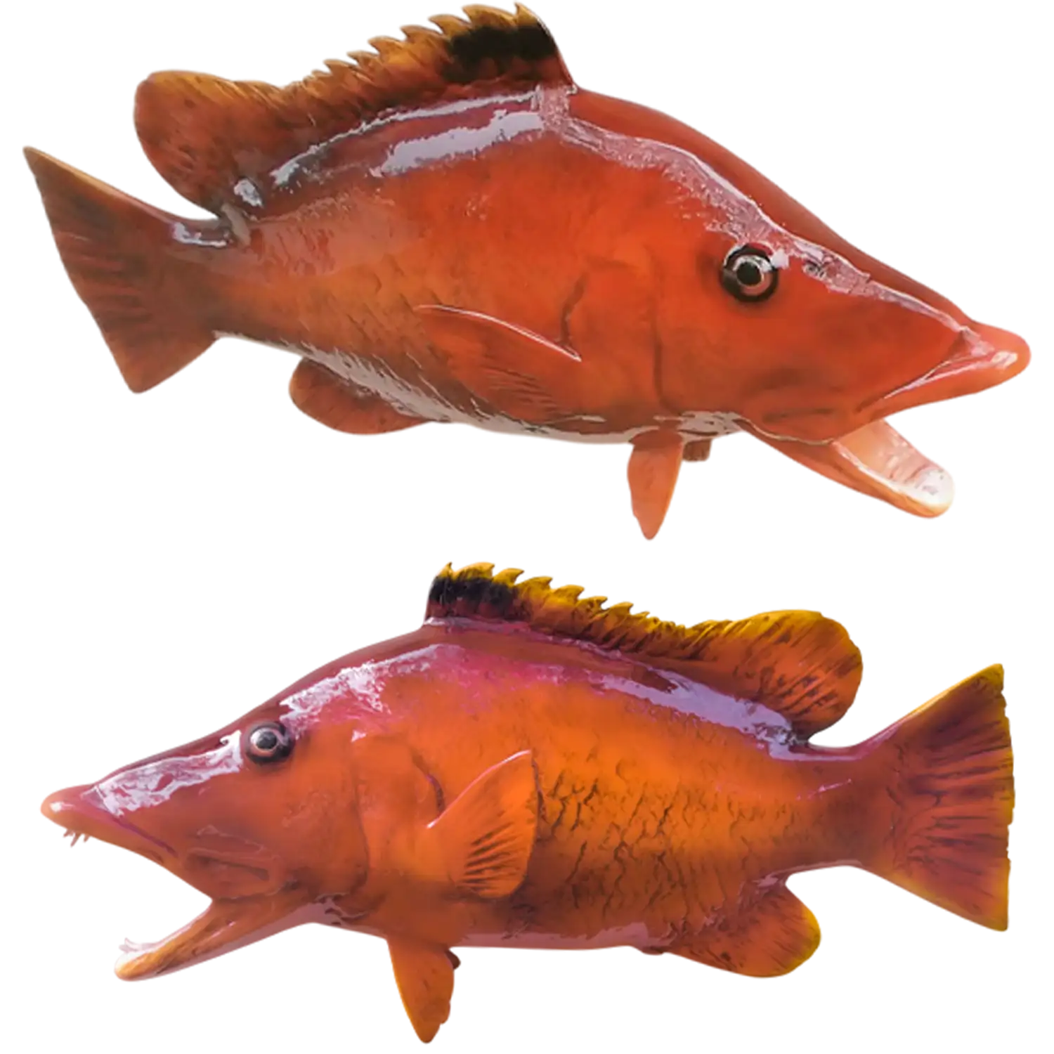 Barred Hogfish Fish Mount Replicas