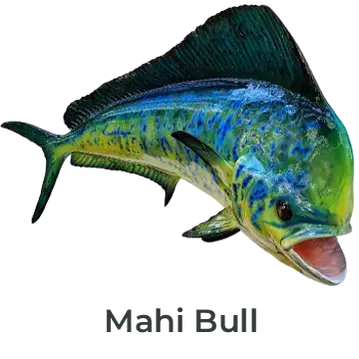Mahi Bull fish mount featuring lifelike greens and yellows, painted by Greg Cassell. 