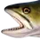 Thumbnail: Brook Trout replica face detail sequence showing open mouth and eye