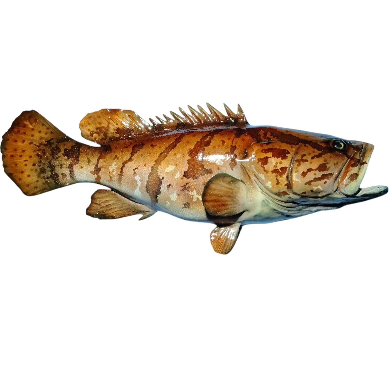 Goliath Grouper Fish Mount Replica