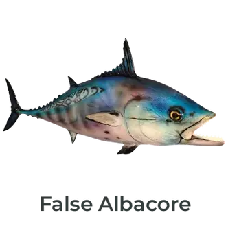 False Albacore fiberglass fish mount with detailed silver-blue hues, expertly crafted by Greg Cassell.