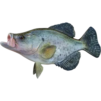 Fiberglass 17 inch white crappie full mount by Greg Cassell showing open papermouth and scattered dark spot pattern, Florida Fish Mounts