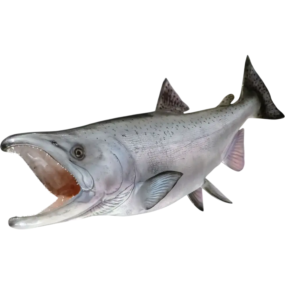 Thumbnail: king salmon fish mount open jaw three-quarter angle interior oral cavity gill plate