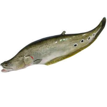 28-inch clown knifefish full mount by Greg Cassell showing ocellated spot pattern, humped dorsal profile, and open jaw