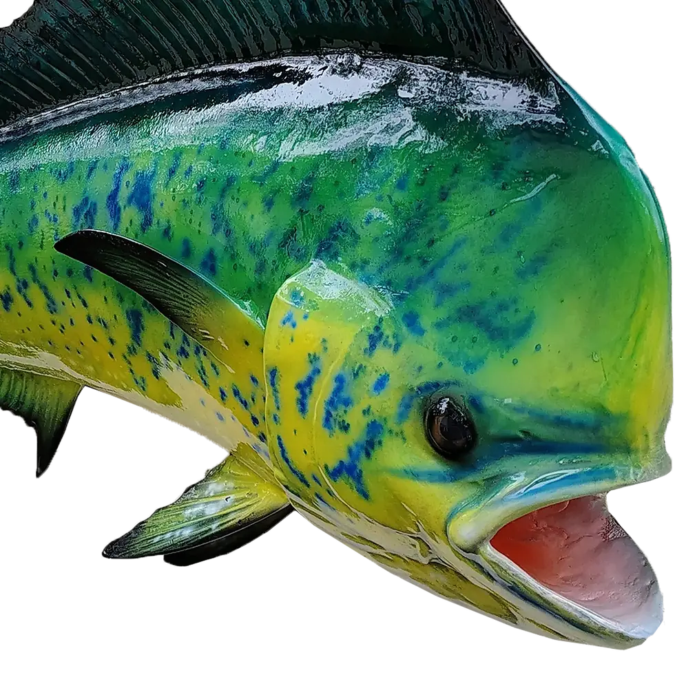 Thumbnail: Detailed shot of a full mount Mahi Mahi replica’s face, showcasing expert airbrushed painting.