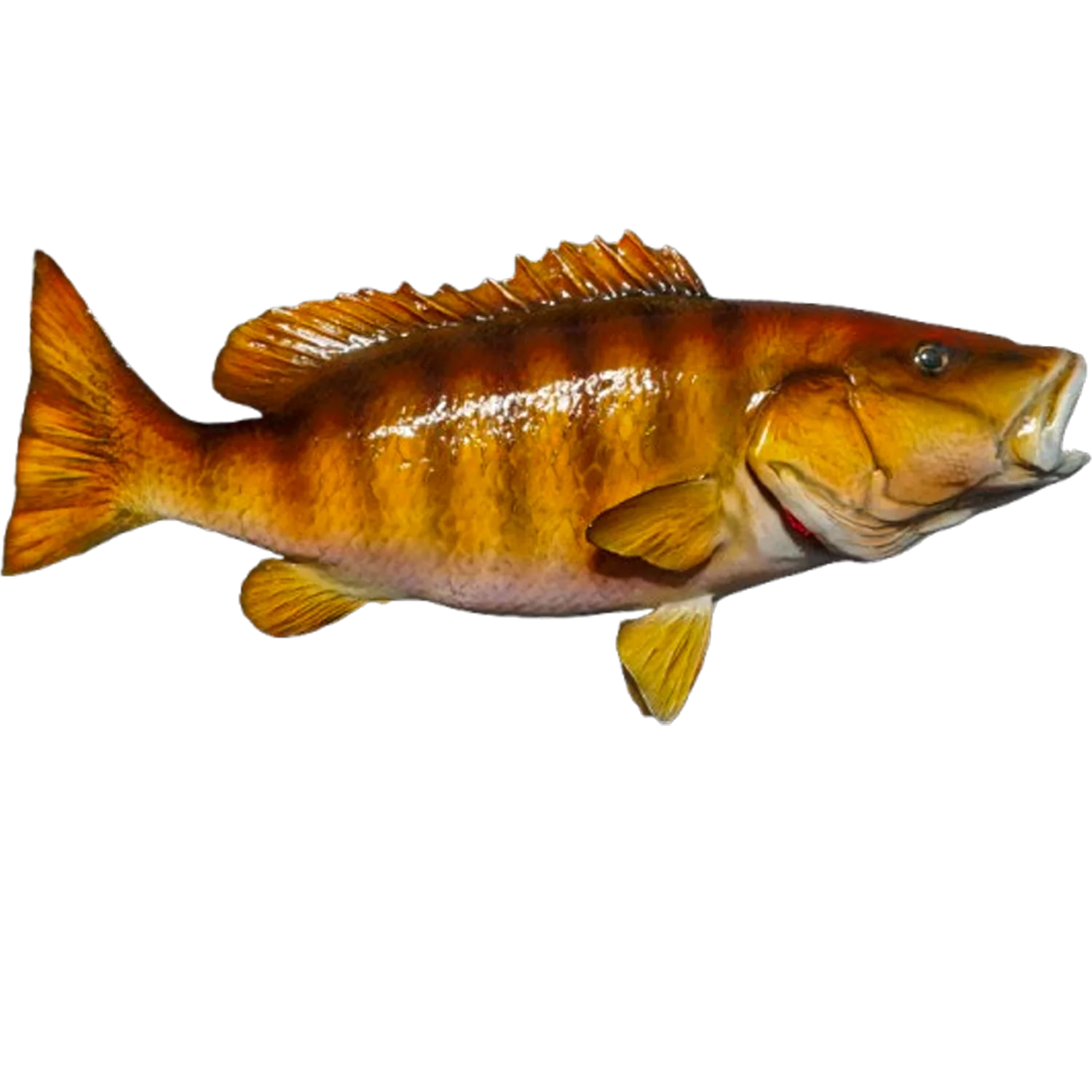 Mangrove Snapper Fish Mount Replica
