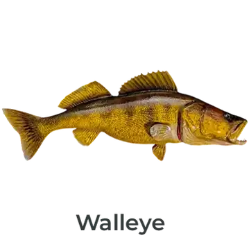 Walleye Fiberglass Fish Mount Replica painted by Greg Cassell. Right-facing mount featuring natural tones and realistic craftsmanship. 