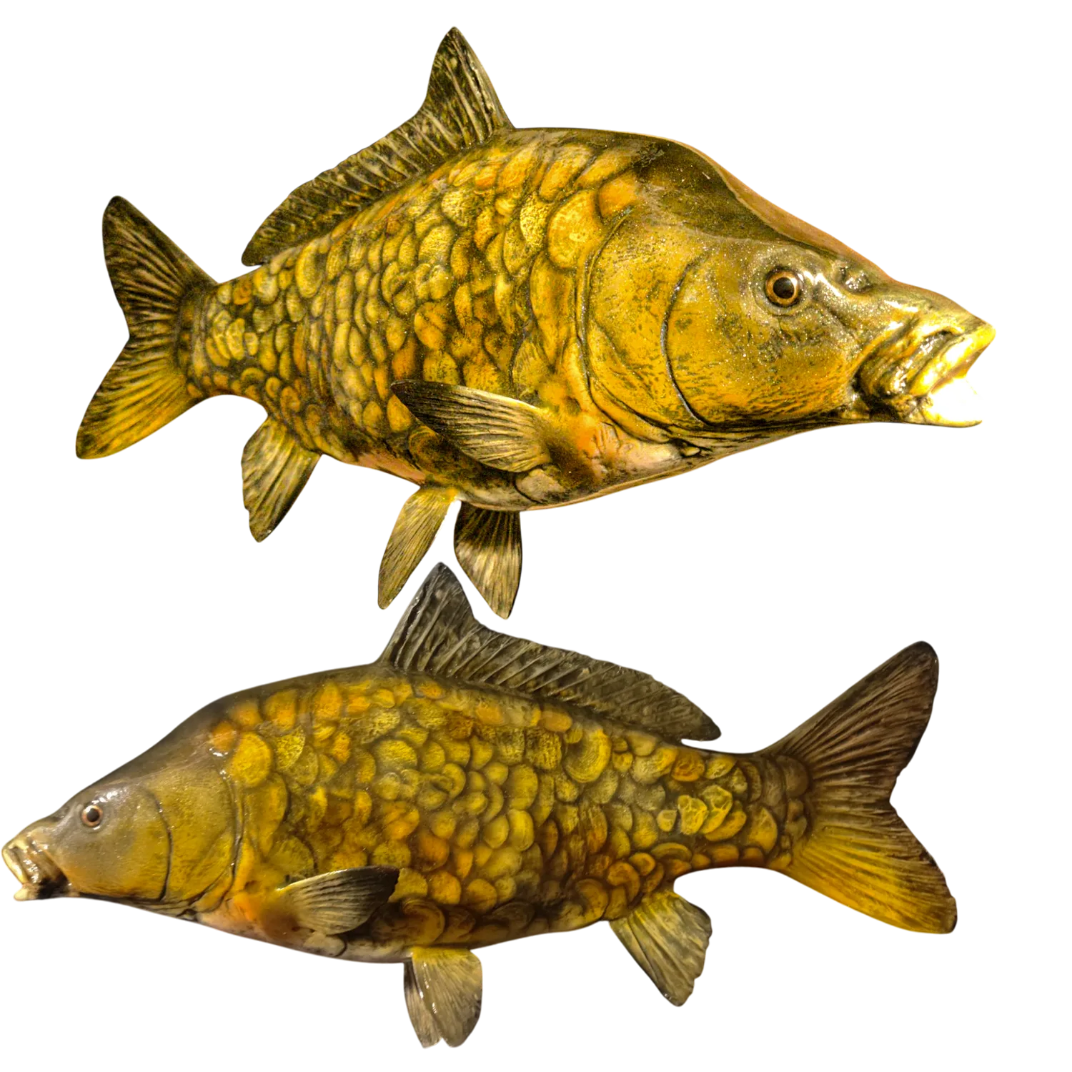 Mirror Carp Fish Mount Replicas