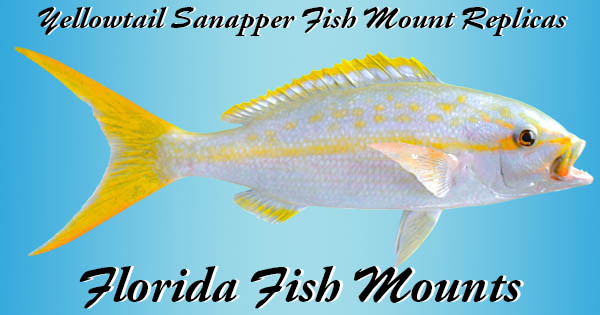 Fish Mount Types Buy Yellowtail Snapper Fish Mount Replicas | Custom Saltwater Mounts ...