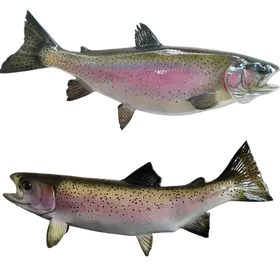 Custom-painted 28-inch Rainbow Trout Fish Mount Replica by Greg Cassell.