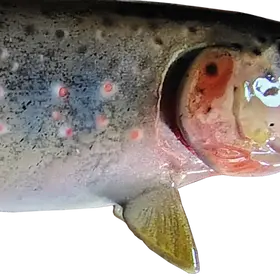 Detailed side view of Cutthroat Trout replica focusing on gill and pectoral fin paintwork