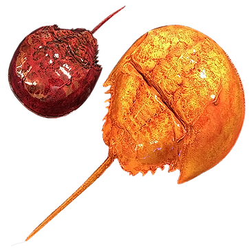 Horseshoe Crabs Displaying a Translucent Kandy Paint Design 