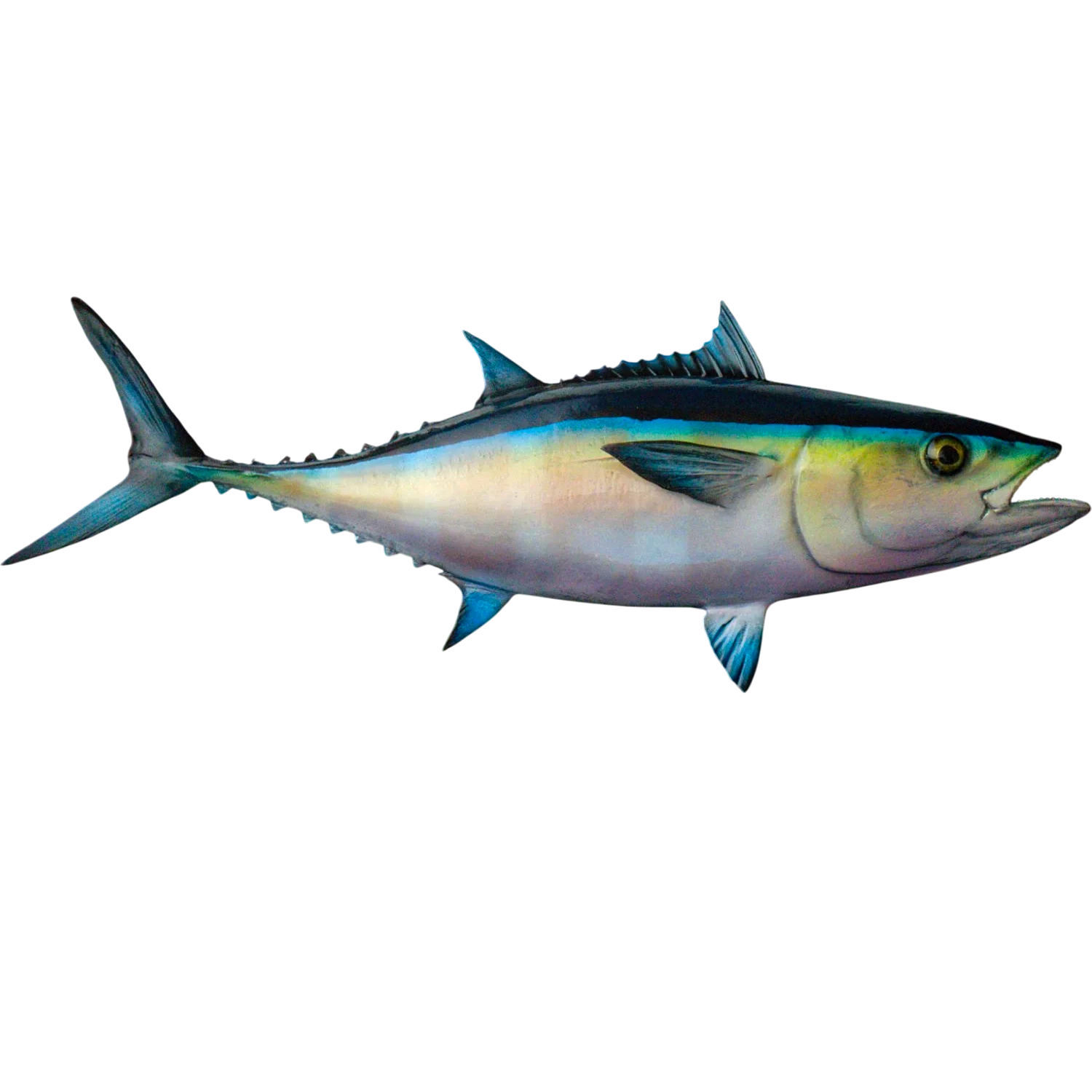 Blackfin Tuna Fish Mount Replica