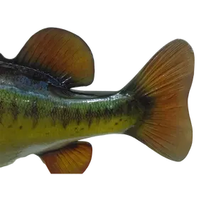 igmouth bass fiberglass full mount, highlighting detailed scales and vibrant coloring on the fiberglass fish mount replica