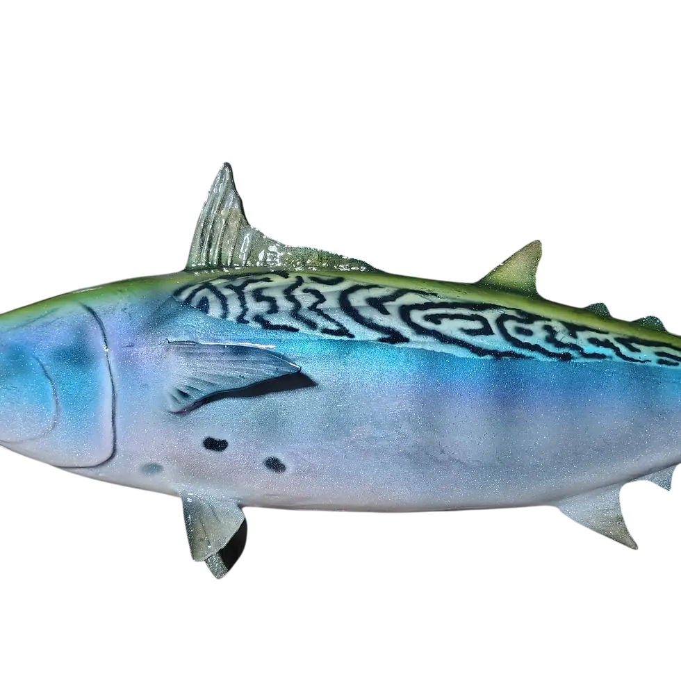 Thumbnail: False Albacore fiberglass fish mount body worm markings pectoral spots vs skin taxidermy