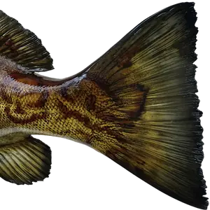 Gag grouper full fish mount replica showcasing a lifelike tail with custom detailing by Greg Cassell.