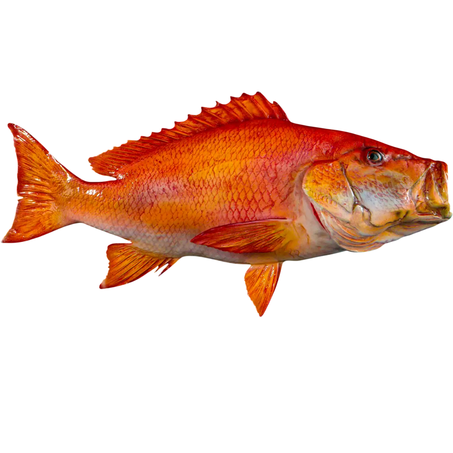 Red Snapper Fish Mount Replica