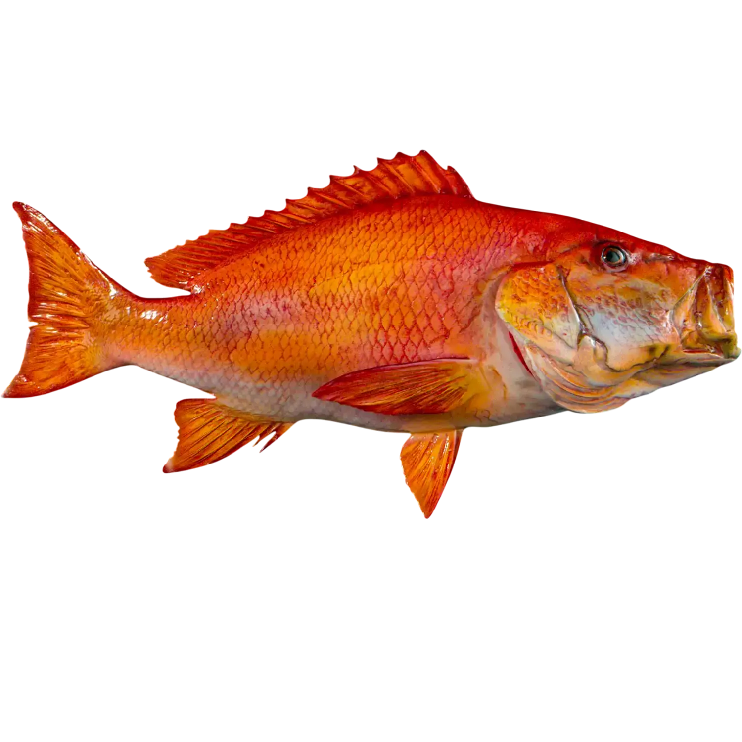 28 inch Red Snapper fish wall mount replica by artist Greg Cassell at Florida Fish Mounts