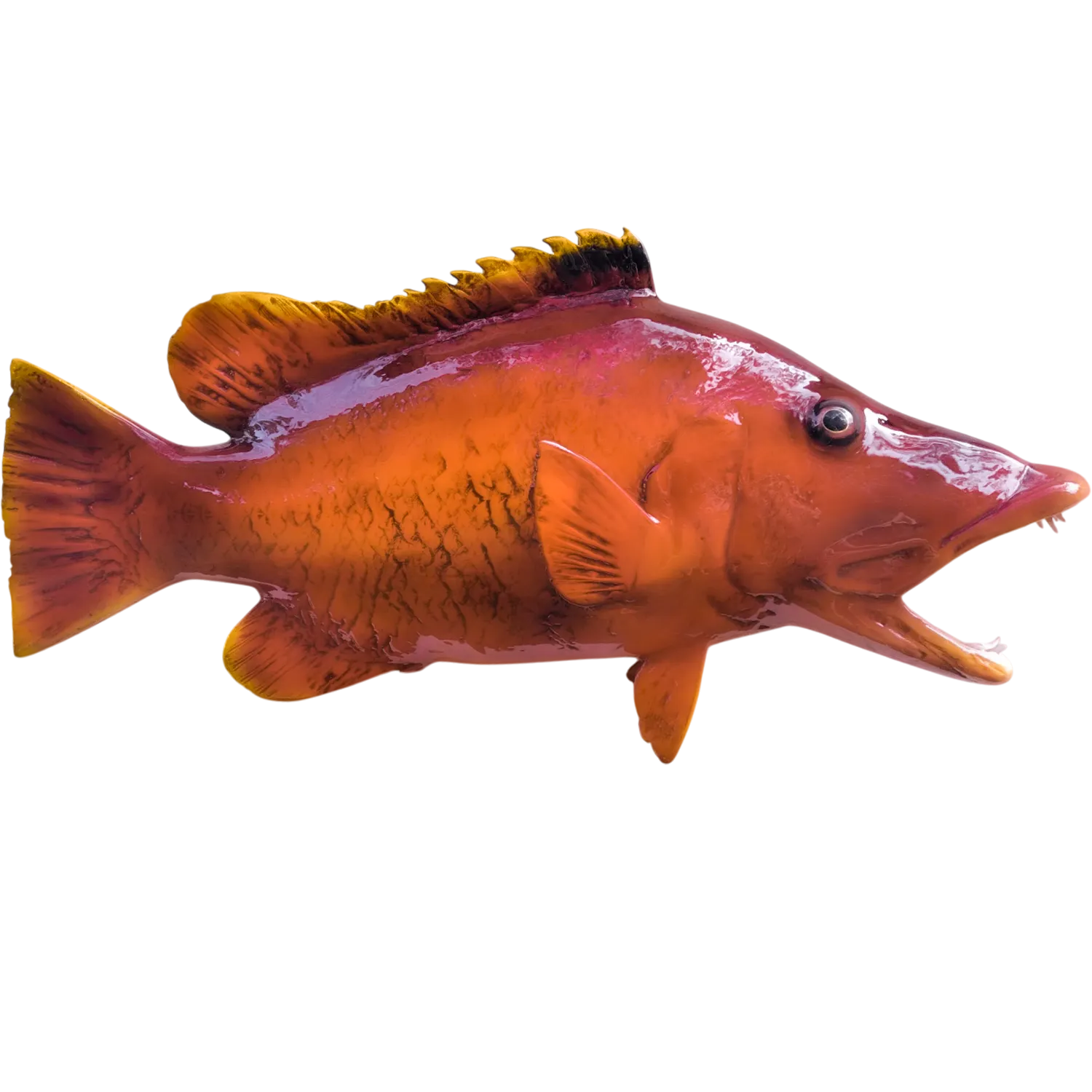 Barred Hogfish Fish Mount Replica