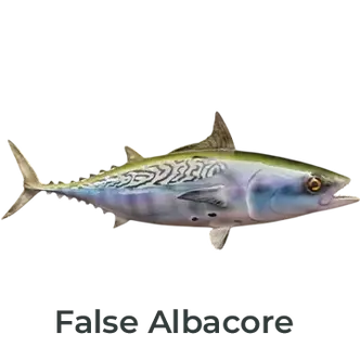 False Albacore, Bonita, Little Tunny, Albies fiberglass fish mount with detailed silver-blue hues, expertly crafted by Greg Cassell.