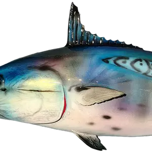 Close-up of a False Albacore fish mount replica’s body, showing detailed painting and fiberglass texture.