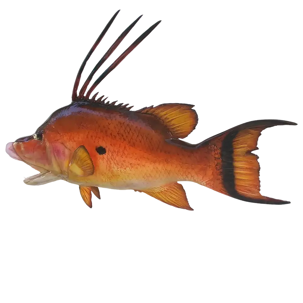 Thumbnail: Lifelike Hogfish half mount, crafted to match an angler’s original fish.